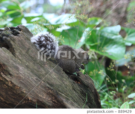 squirrel, squirrels, land mammals 889429