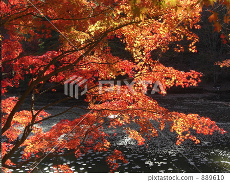 楓樹 紅楓 楓葉 889610
