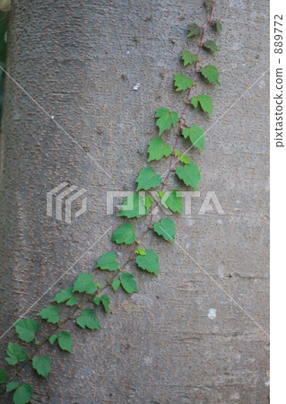 常春藤 常春藤葉 綠葉 889772