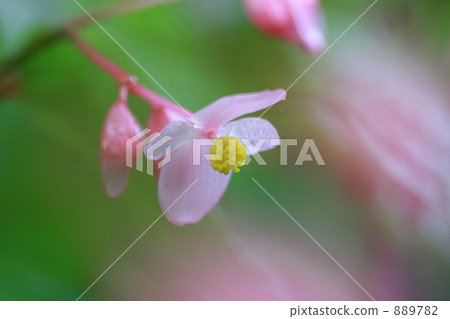 秋海棠 哈迪秋海棠 秋季的季節詞 889782