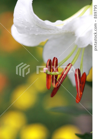 山百合 天香百合 卡薩布蘭卡 889795