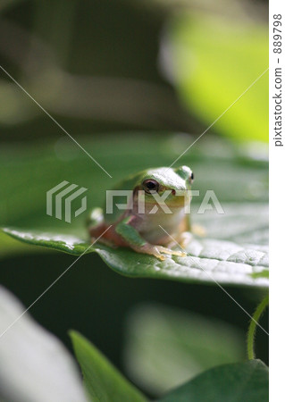 青蛙 在葉片上 兩棲的 889798
