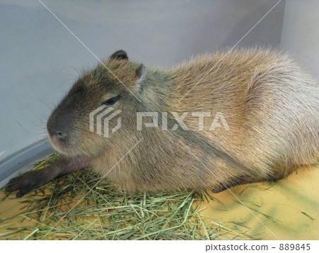 It does not move, but it works It does not move, but it works 889845