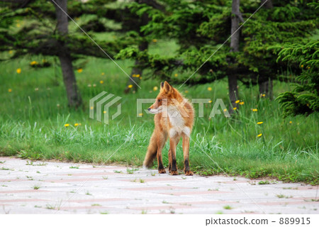 Kita fox Kita fox 889915