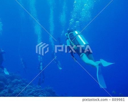 Diving in Tahiti Rangiroa 889981