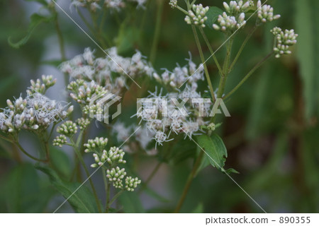 Fujimaku Fujibakama Native species 890355