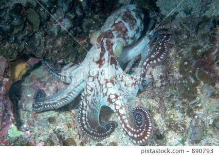 octopus  890793