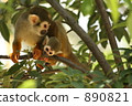 松鼠猴的親子 890821