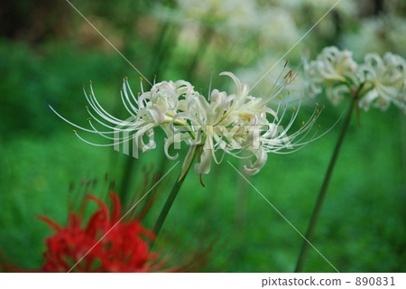 Higanohana White Higanohana White 890831
