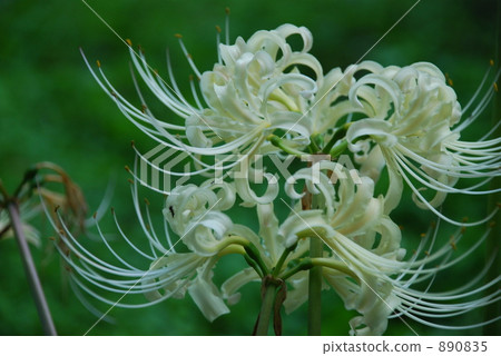 Higanohana White Higanohana White 890835