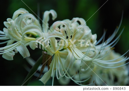 Higanohana White Higanohana White 890843