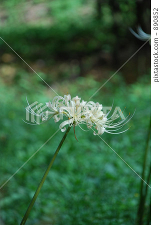 Higanohana White Higanohana White 890852