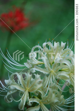Higanohana White 890863
