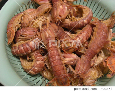 squilla, mantis shrimp 890871