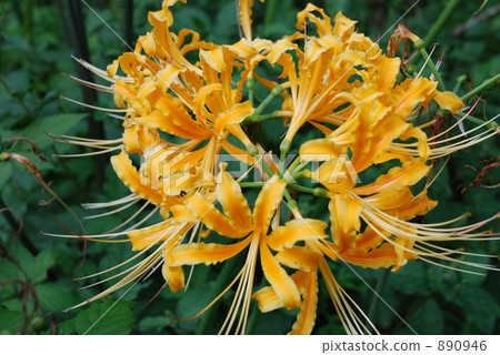 Cluster amaryllis 890946