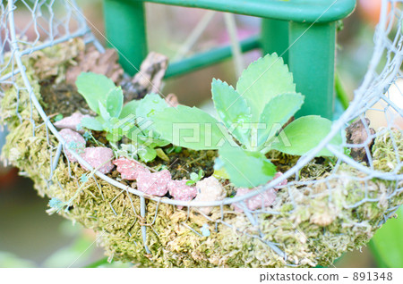 Water drops and basket leaves 891348