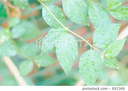 Leaf with waterdrop 891360
