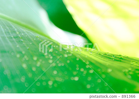 Large green leaves and drops Large green leaves and drops 891366