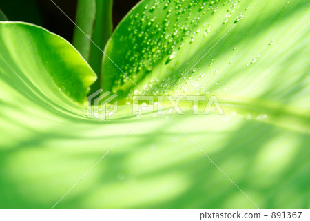 Large green leaves 891367