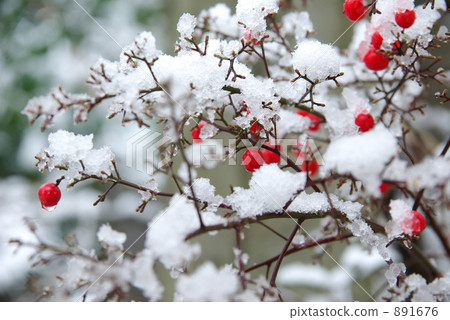 在雪3的紅色珠寶 在雪3的紅色珠寶 891676