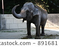 zoo, elephant, land mammals 891681