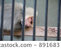 fence, monkey, monkeys 891683