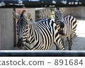 zebra, zebras, black and white 891684
