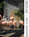 flamingo, flamingoes, flamingos 891686
