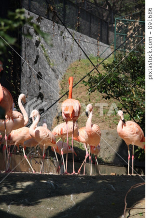 flamingo, flamingoes, flamingos 891686