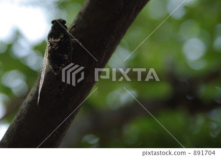 A cicada stuck in a tree A cicada stuck in a tree 891704