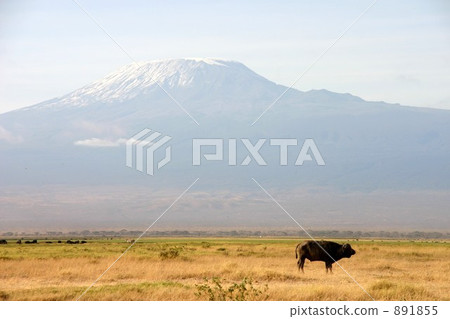乞力馬扎羅山和動物 891855