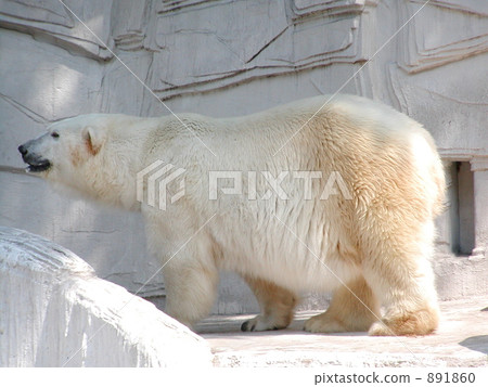 White bear White bear 891860