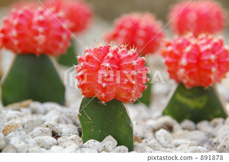 Cactus Cactus 891878