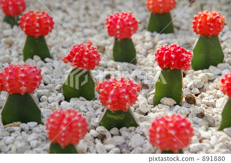 Cactus Cactus 891880