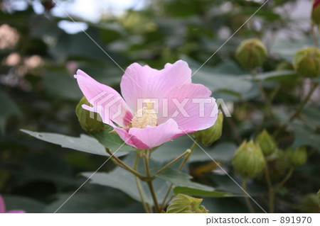 bloom, blossom, blossoms 891970