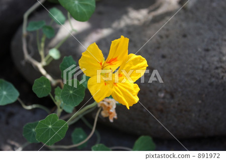 旱金蓮屬 旱金蓮屬 891972