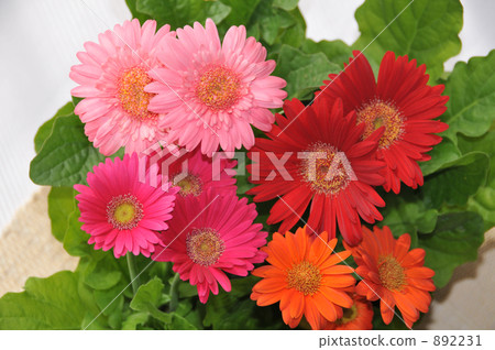 非洲菊 植物 植物學 892231