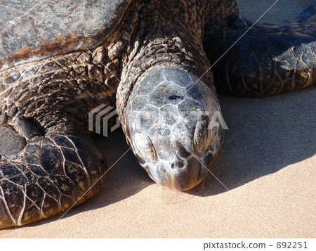 North shore sea turtle North shore sea turtle 892251