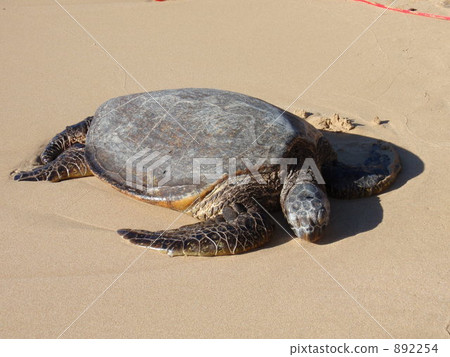 North shore sea turtle North shore sea turtle 892254