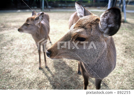 鹿 兩隻（動物） 側臉 892255