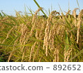 稻田和灌溉渠 892652
