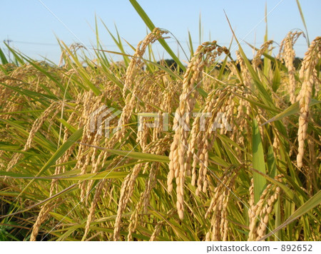 稻田和灌溉渠 892652