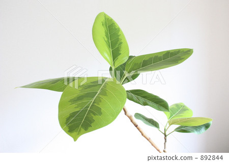 活潑的葉子 892844