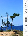 Coastal pine 1 892860