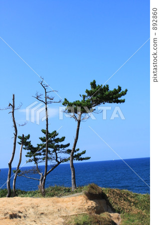 Coastal pine 1 Coastal pine 1 892860