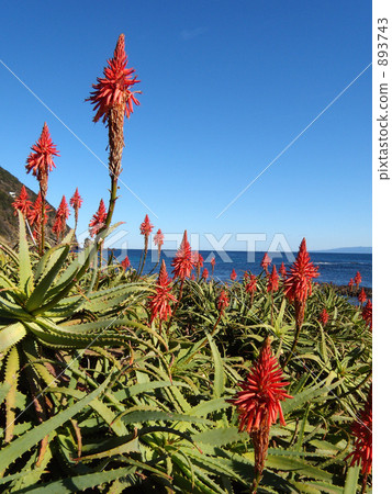 aloe flower, aloe place, izu shimoda 893743