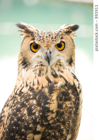 Bengal Eagleworm 893913