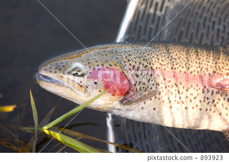 Rainbow trout fished Rainbow trout fished 893923