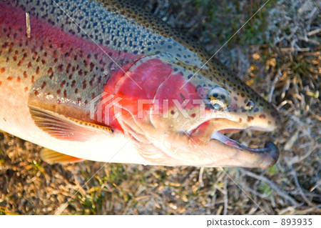 Rainbow trout fished with lure 893935