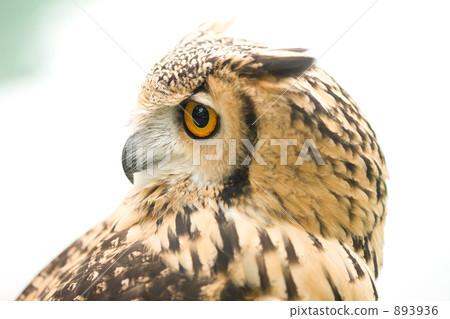 Bengal Eagleworm 893936